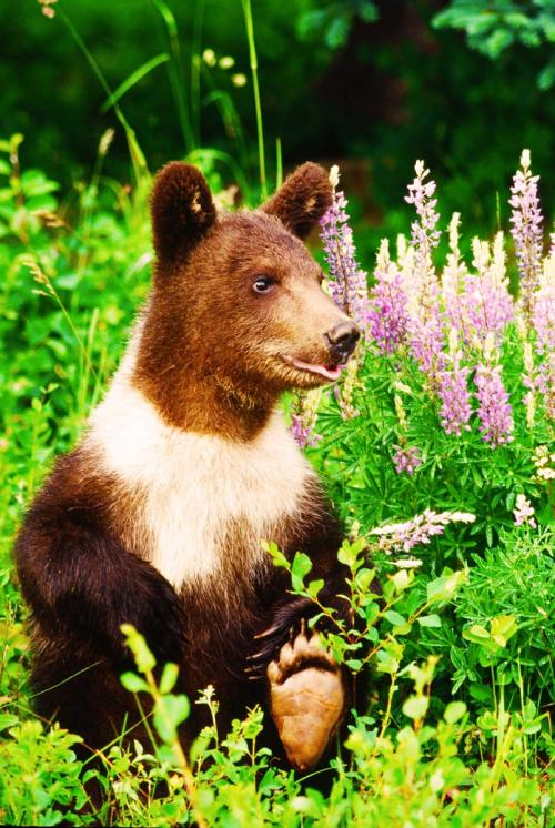 Grizzly Bear Cub